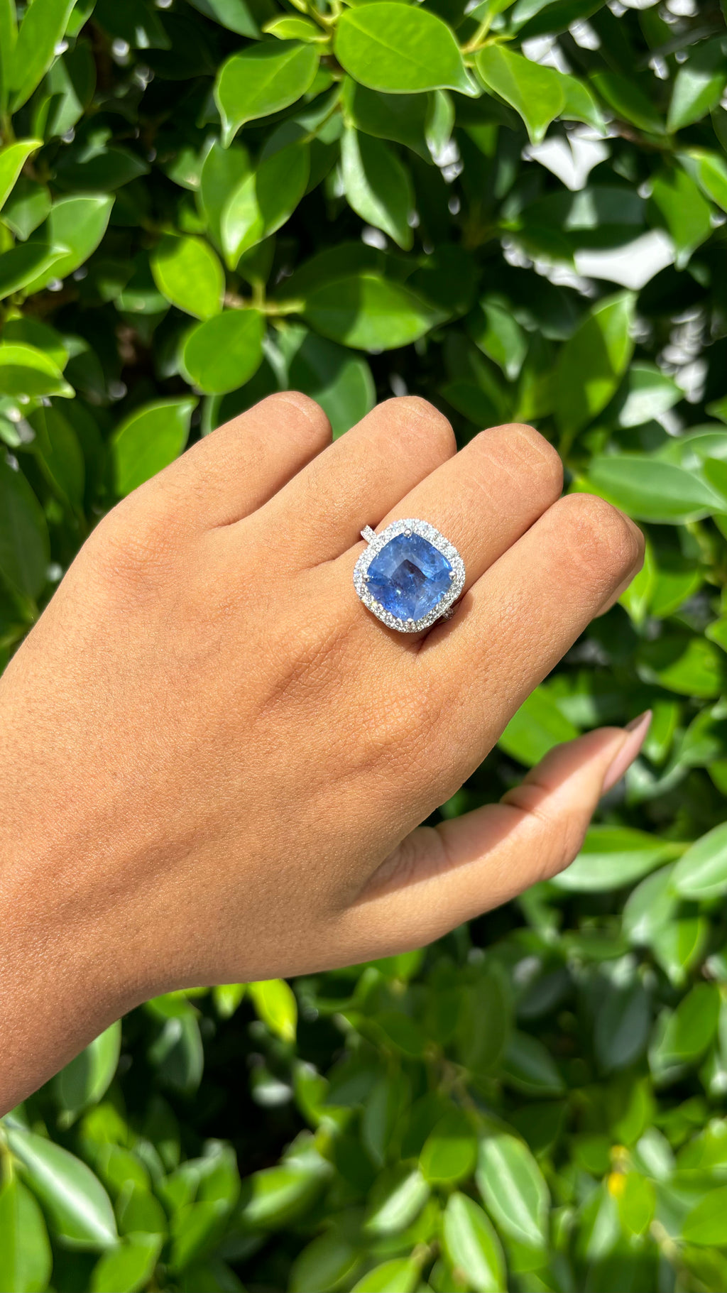 8.22 Carat cushion Sapphire & Halo Diamonds Ring in 18K White Gold